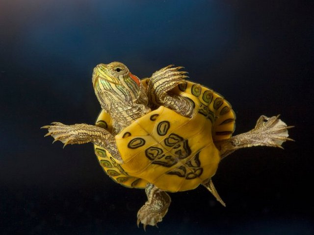 Породы черепах в Купино | ЗооТом портал о животных