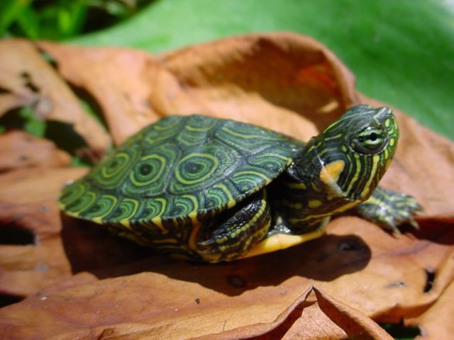 Породы черепах в Купино | ЗооТом портал о животных