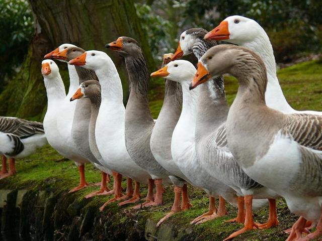 Породы гусей | ЗооТом - продажа, вязка и услуги для животных в Купино