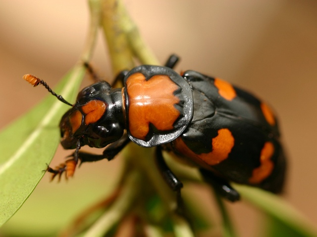 Все о жуках в Купино | ЗооТом портал о животных