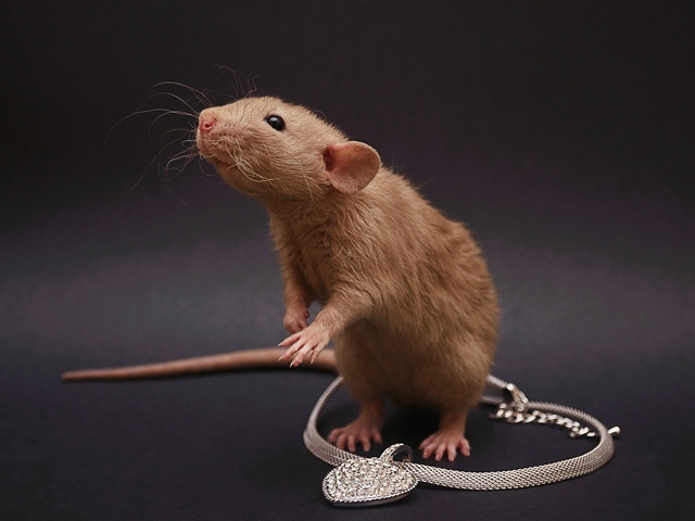 Породы крыс | ЗооТом - продажа, вязка и услуги для животных в Купино