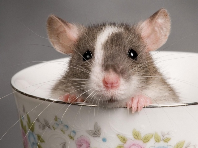 Породы крыс | ЗооТом - продажа, вязка и услуги для животных в Купино