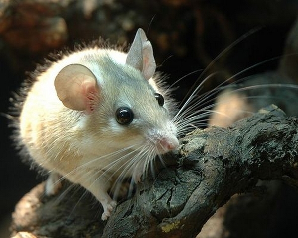 Все о мышах в Купино | ЗооТом - продажа, вязка и услуги для животных в Купино