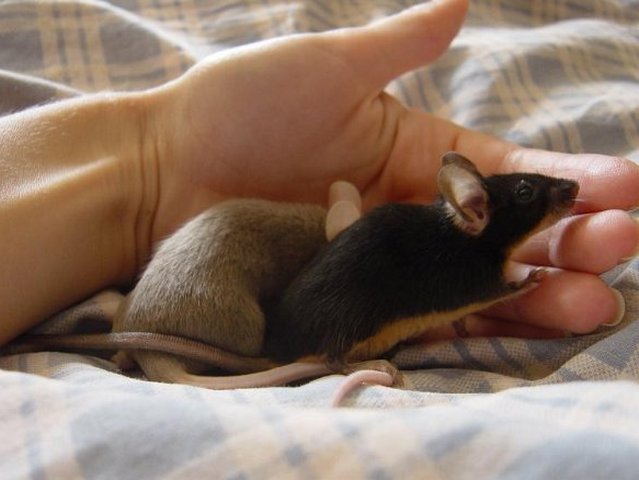 Все о мышах в Купино | ЗооТом - продажа, вязка и услуги для животных в Купино