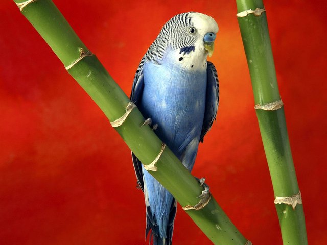 Все о попугаях в Купино | ЗооТом портал о животных