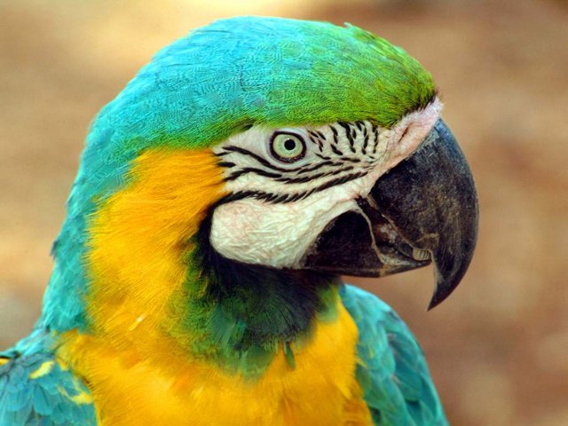 Все о попугаях в Купино | ЗооТом портал о животных