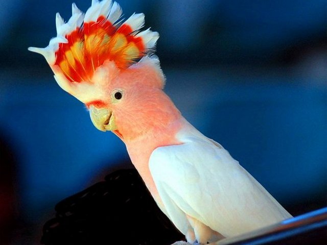 Породы попугаев | ЗооТом - продажа, вязка и услуги для животных в Купино