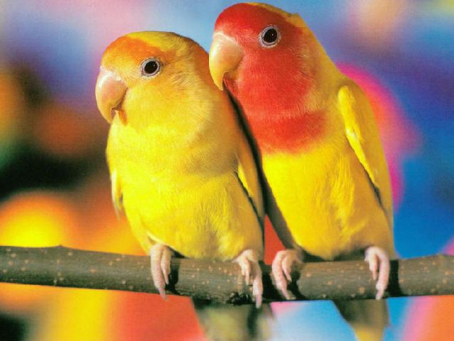 Породы попугаев | ЗооТом - продажа, вязка и услуги для животных в Купино