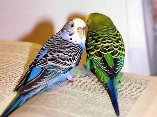 Содержание попугаев и уход за ними | ЗооТом - продажа, вязка и услуги для животных в Купино