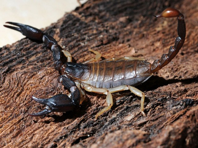 Породы скорпионов в Купино | ЗооТом портал о животных