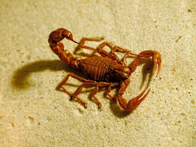 Породы скорпионов в Купино | ЗооТом портал о животных