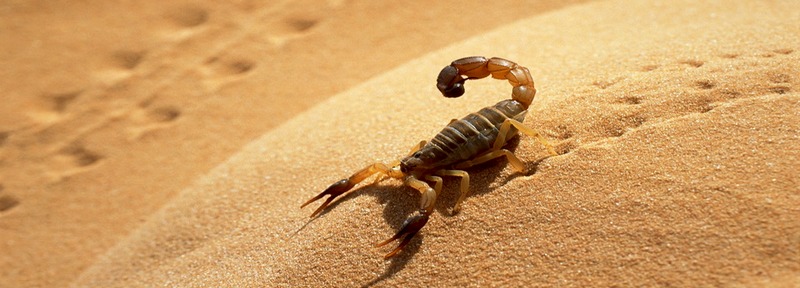 Все о скорпионах в Купино | ЗооТом портал о животных