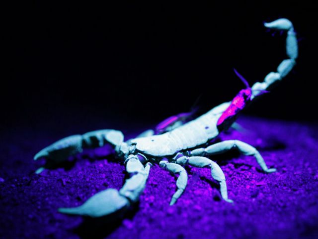 Все о скорпионах в Купино | ЗооТом портал о животных