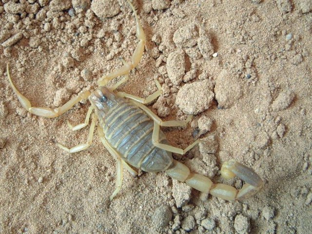 Содержание скорпионов и уход за ними в Купино | ЗооТом портал о животных