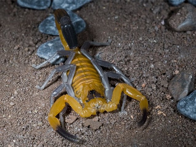 Содержание скорпионов и уход за ними в Купино | ЗооТом портал о животных