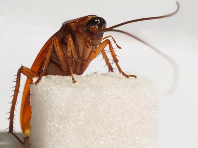 Все о тараканах в Купино | ЗооТом портал о животных