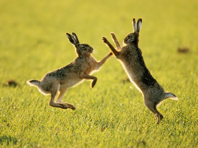 Породы зайцев | ЗооТом - продажа, вязка и услуги для животных в Купино