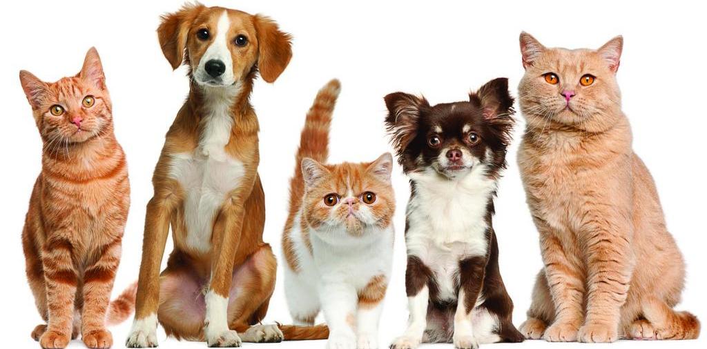 Доска объявлений о животных | ЗооТом - продажа, вязка и услуги для животных в Купино