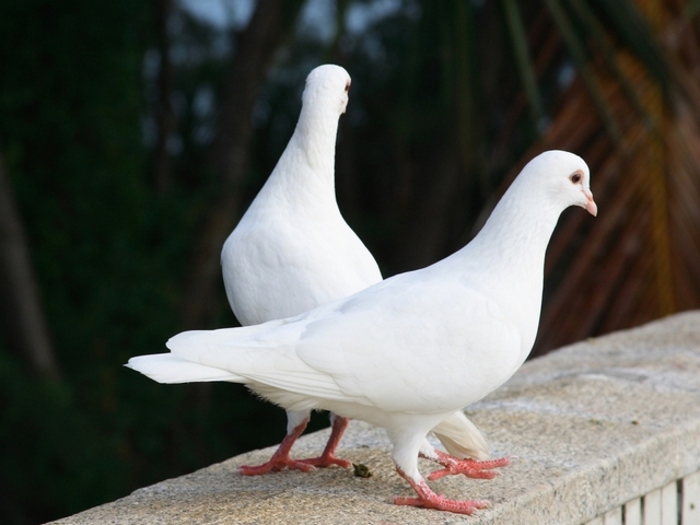 Все о голубях | ЗооТом - продажа, вязка и услуги для животных в Купино