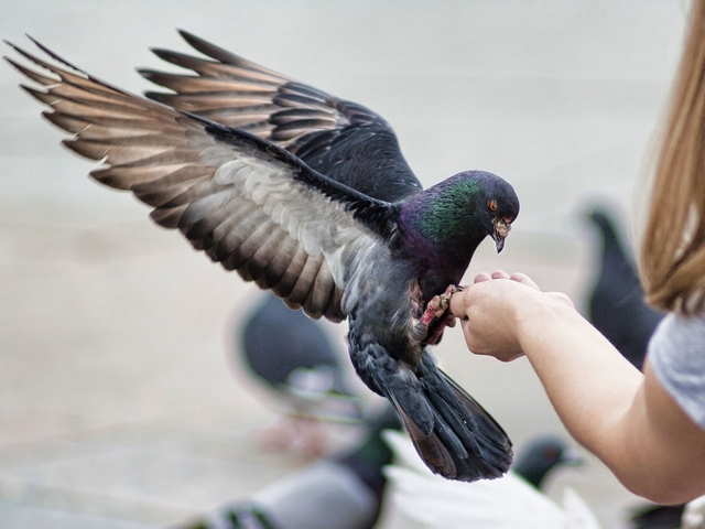 Все о голубях | ЗооТом - продажа, вязка и услуги для животных в Купино