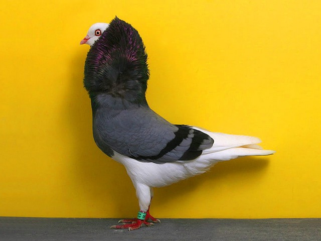 Породы голубей | ЗооТом - продажа, вязка и услуги для животных в Купино