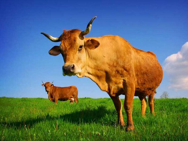 Все о коровах в Купино | ЗооТом портал о животных