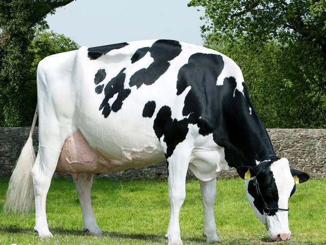 Породы коров в Купино | ЗооТом портал о животных