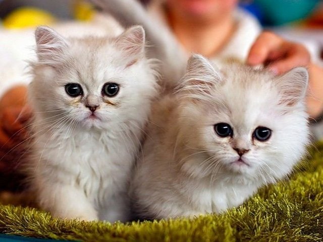 Породы кошек в Купино | ЗооТом портал о животных