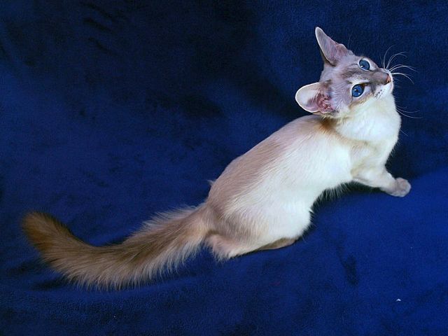 Выведенные породы кошек в Купино | ЗооТом портал о животных