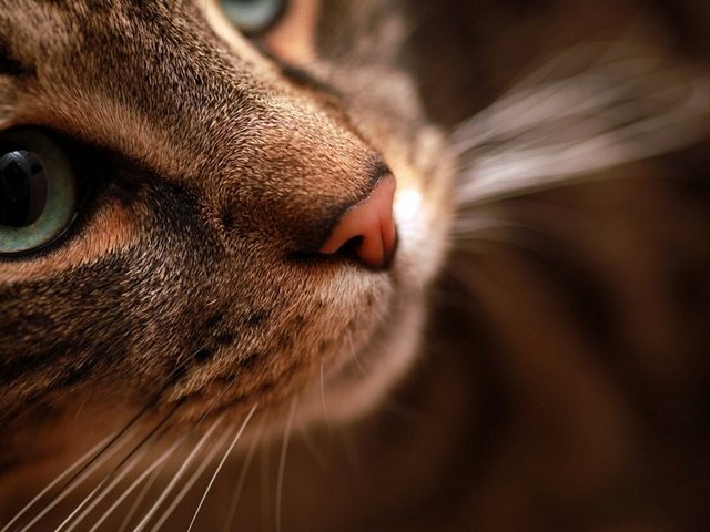 Статьи о кошках в Купино | ЗооТом портал о животных
