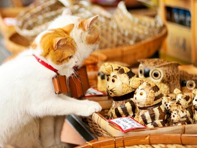 Интересные факты о кошках в Купино | ЗооТом портал о животных