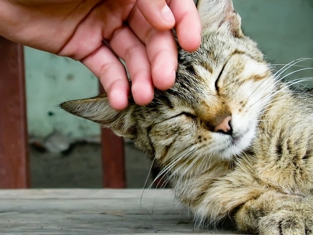 Интересные статьи о кошках в Купино | ЗооТом портал о животных