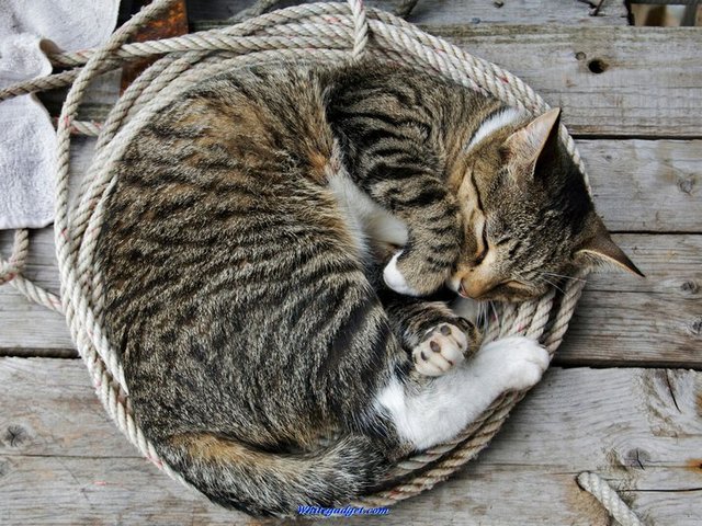 Все о кошках в Купино | ЗооТом портал о животных
