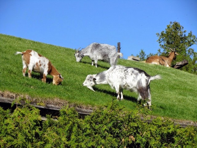 Все о козах в Купино | ЗооТом портал о животных