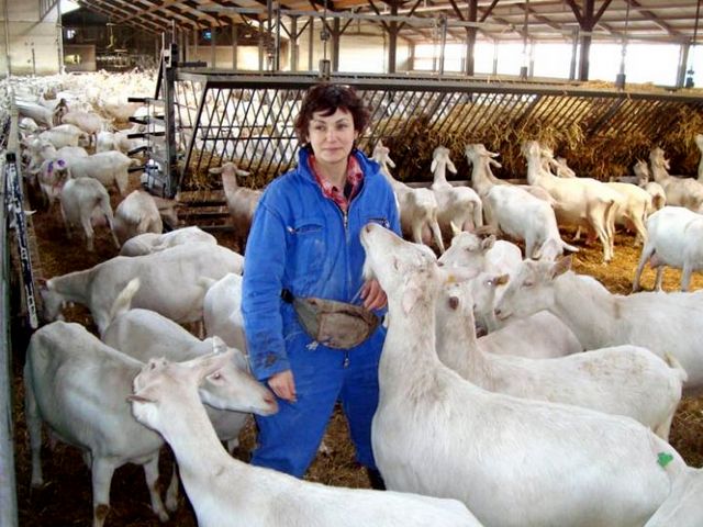 Содержание коз и уход за ними в Купино | ЗооТом портал о животных