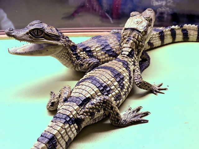 Все о крокодилах в Купино | ЗооТом портал о животных