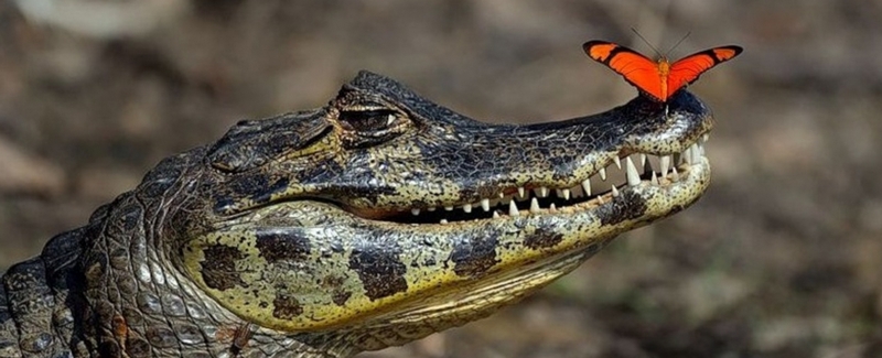 Все о крокодилах в Купино | ЗооТом портал о животных