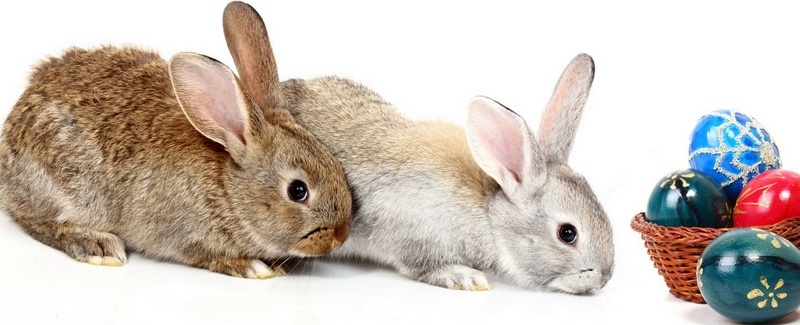 Все о кроликах в Купино | ЗооТом портал о животных