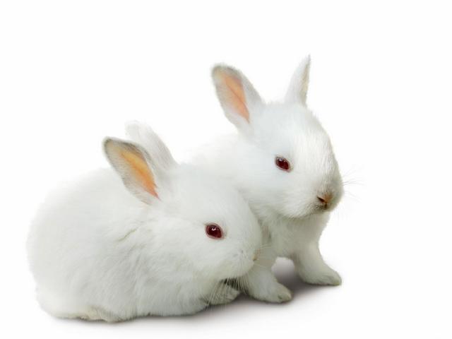 Все о кроликах в Купино | ЗооТом портал о животных