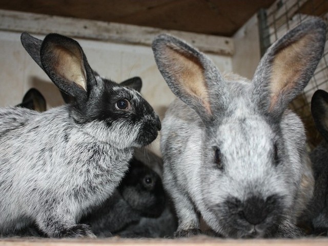 Породы кроликов в Купино | ЗооТом портал о животных