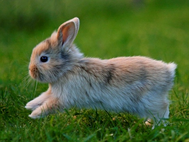 Статьи о кроликах в Купино | ЗооТом портал о животных