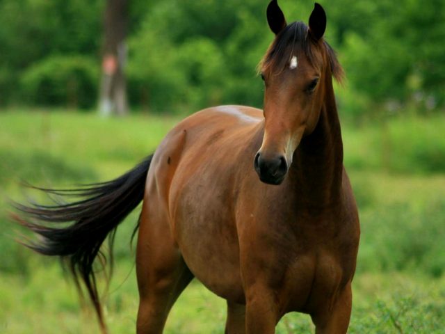 Содержание лошадей и уход за ними в Купино | ЗооТом портал о животных