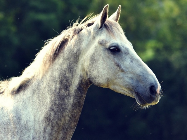 Уход за лошадьми в Купино | ЗооТом портал о животных
