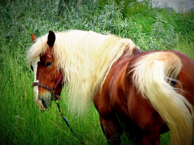 Породы лошадей в Купино | ЗооТом портал о животных