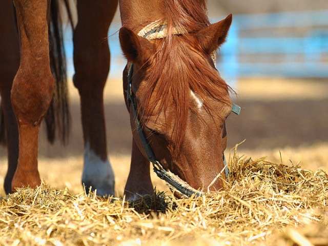 Содержание лошадей в Купино | ЗооТом портал о животных