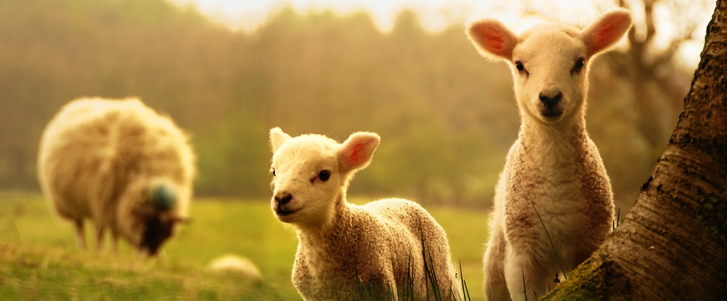 Объявления о сельскохозяйственных животных | ЗооТом - продажа, вязка и услуги для животных в Купино