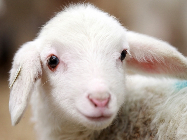 Овцы и бараны в Купино | ЗооТом портал о животных