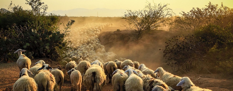 Все об овцах в Купино | ЗооТом портал о животных
