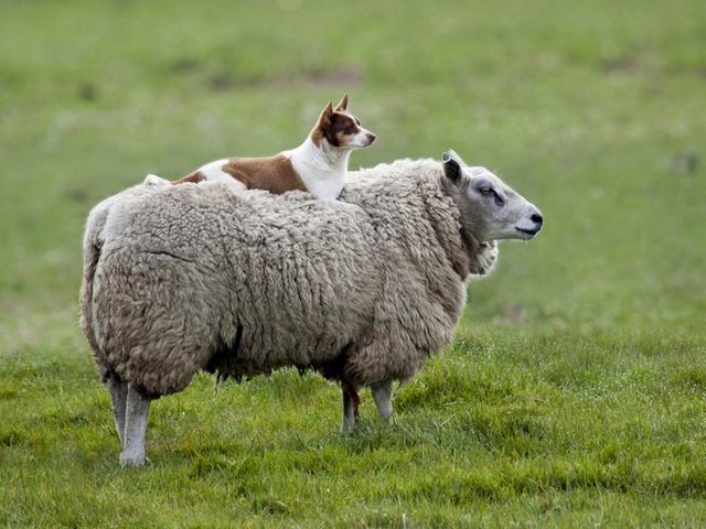 Все об овцах в Купино | ЗооТом портал о животных