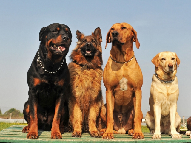 Крупные породы собак в Купино | ЗооТом портал о животных